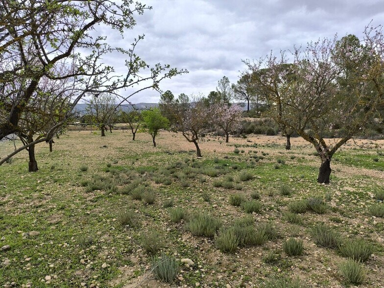 Terreno en MONÒVER, Alicante en venta - Foto principal - Imagen 2 de 12