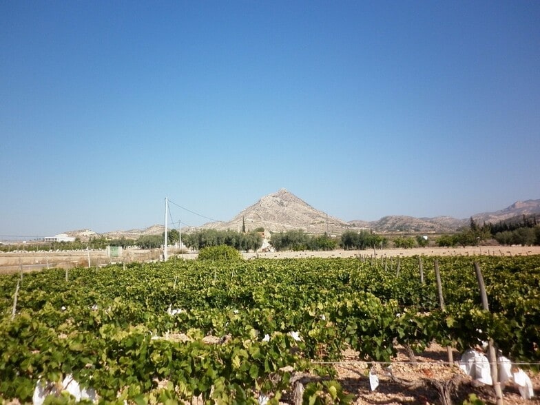 Terreno en Novelda en venta - Foto del edificio - Imagen 3 de 10