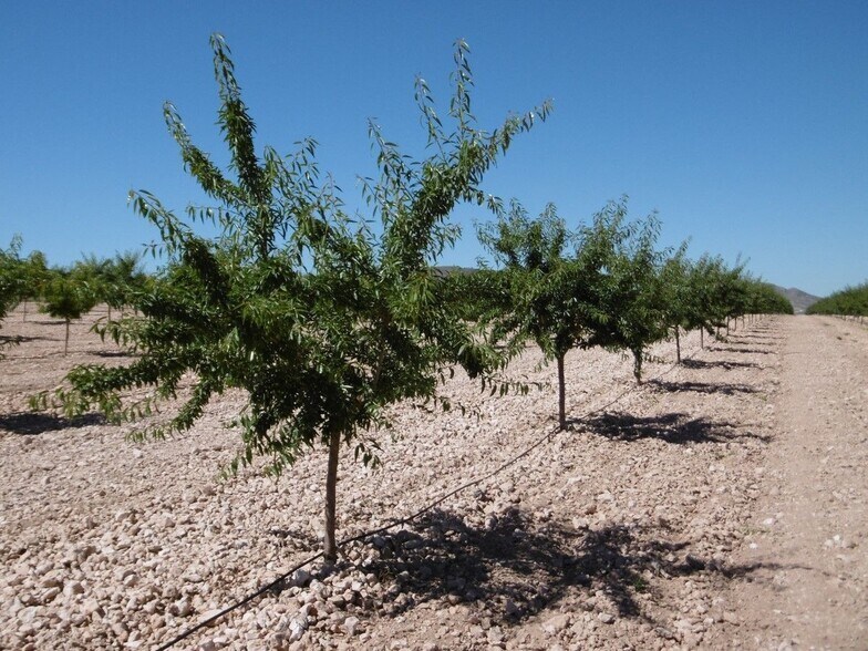 Terreno en Yecla, Murcia en venta - Foto principal - Imagen 3 de 12