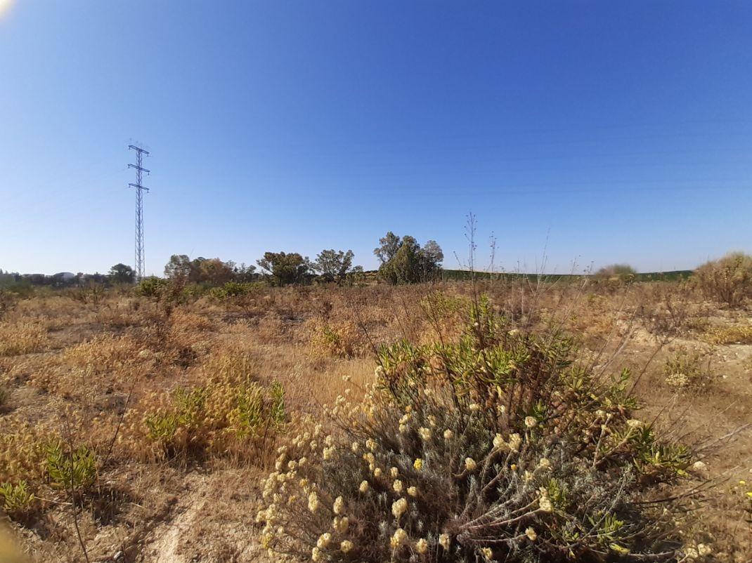 Terreno en Burguillos, Sevilla en venta Foto principal- Imagen 1 de 21
