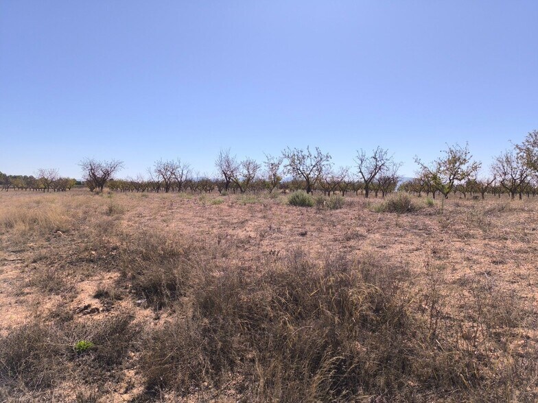 Terreno en PINOSO, Alicante en venta - Foto principal - Imagen 3 de 10