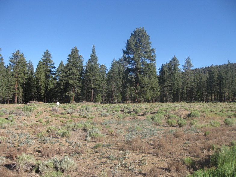 2824 Erwin Ranch Rd, Big Bear City, CA en venta - Foto principal - Imagen 1 de 2