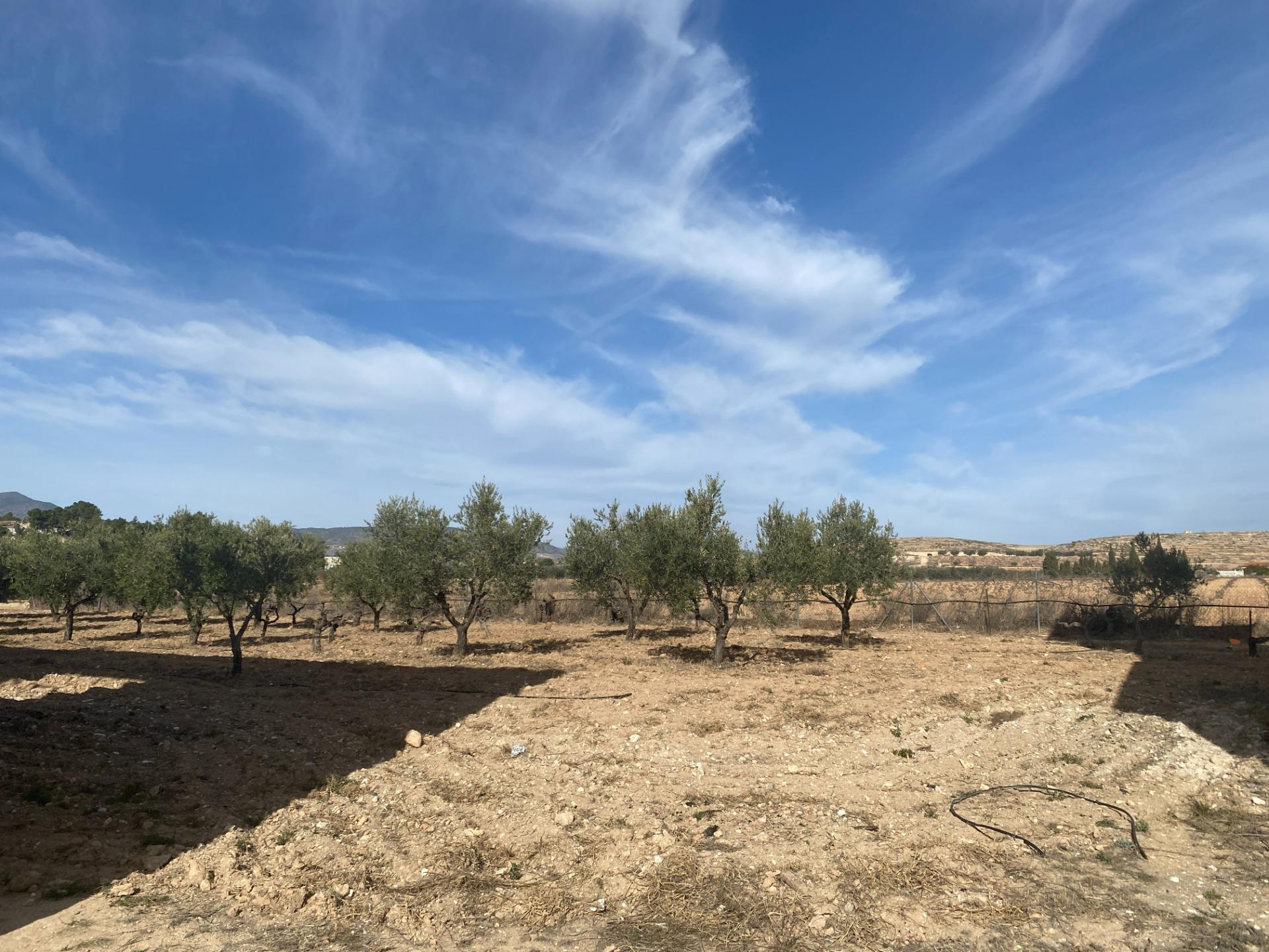 Nave en PINOSO, Alicante en venta Plano del sitio- Imagen 1 de 5