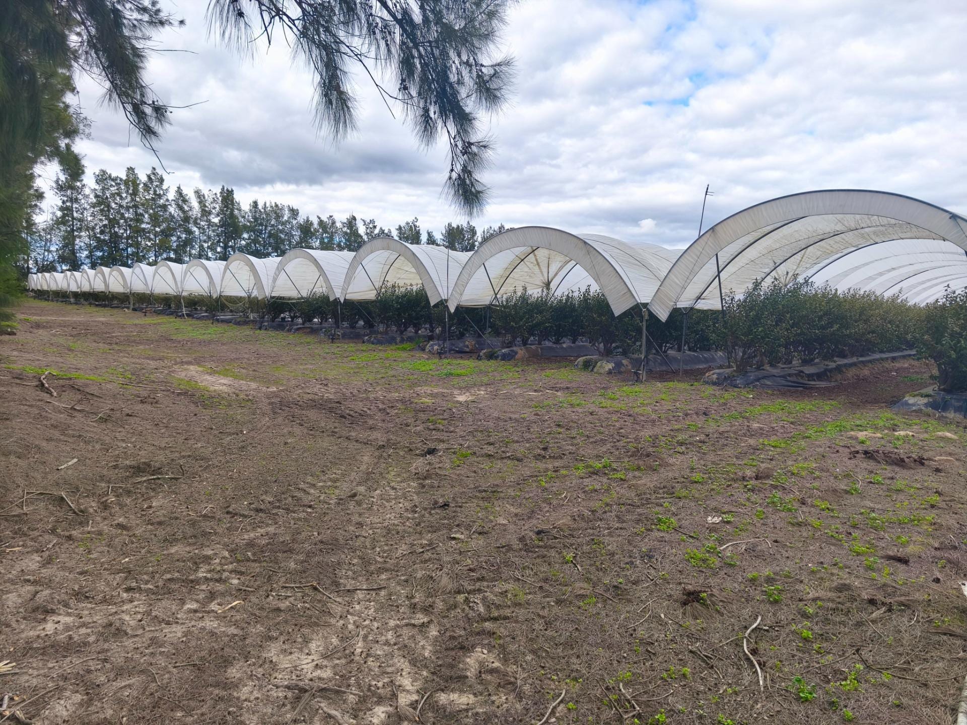 Terreno en Almonte, Huelva en venta Foto del edificio- Imagen 1 de 19