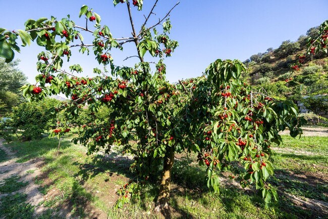 Más detalles de Paseo la Duquesa, S/N, Pinos Genil - Terreno en venta
