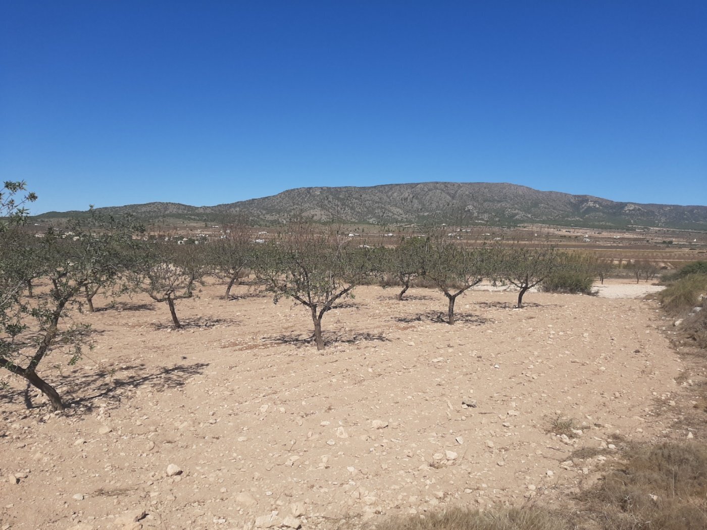 Terreno en PINOSO, Alicante en venta Vista aérea- Imagen 1 de 4