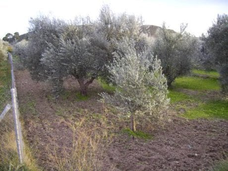 Terreno en Calasparra, Murcia en venta - Foto del edificio - Imagen 2 de 12