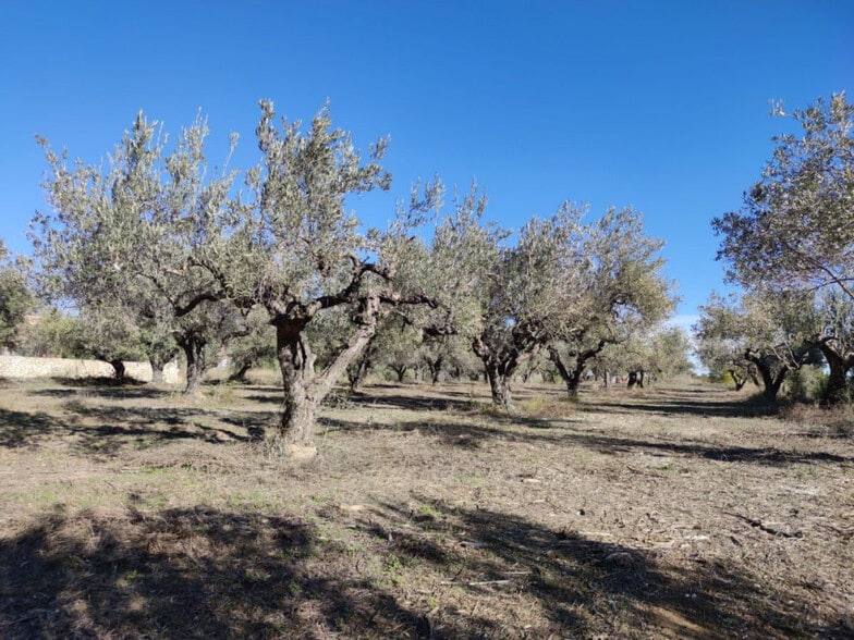 Terreno en Ontinyent, Valencia en venta - Foto principal - Imagen 2 de 13