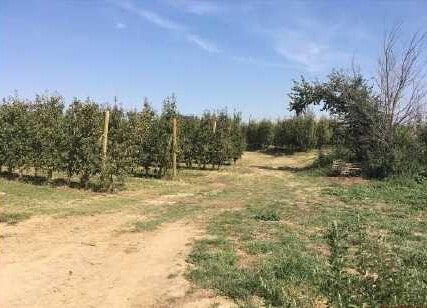 Terreno en Els Alamús, Lérida en venta - Plano de la planta - Imagen 1 de 3