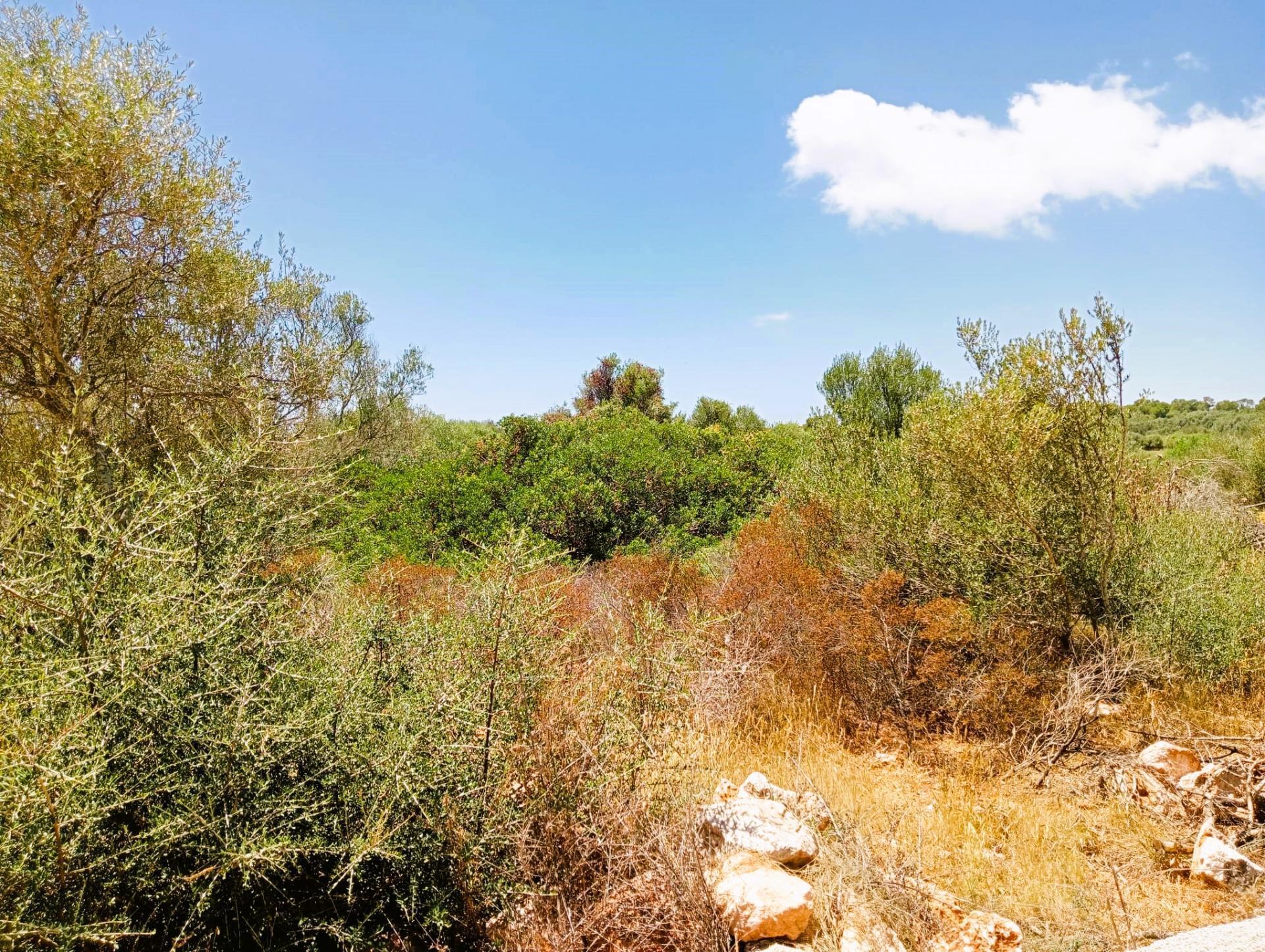 Terreno en Santanyí, Islas Baleares en venta Foto principal- Imagen 1 de 6