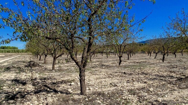 Más detalles de Pocido, La Font de la Figuera - Terreno en venta