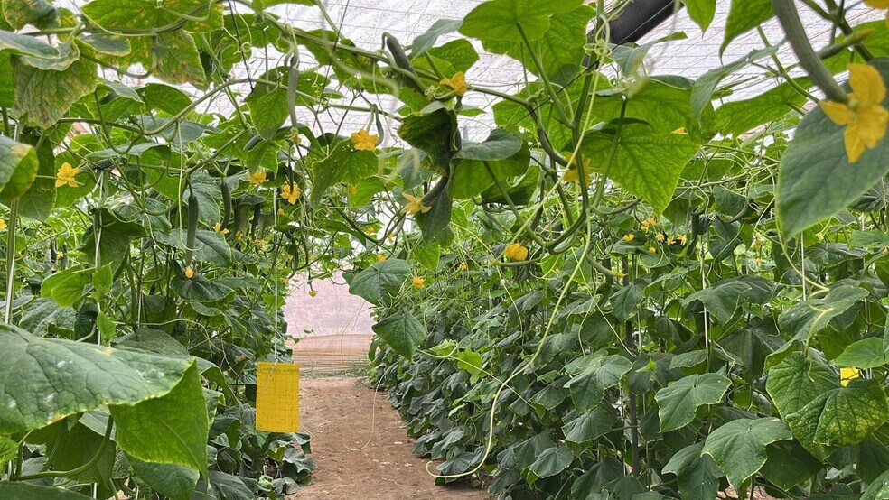 Terreno en Níjar, Almería en venta - Foto del edificio - Imagen 2 de 30