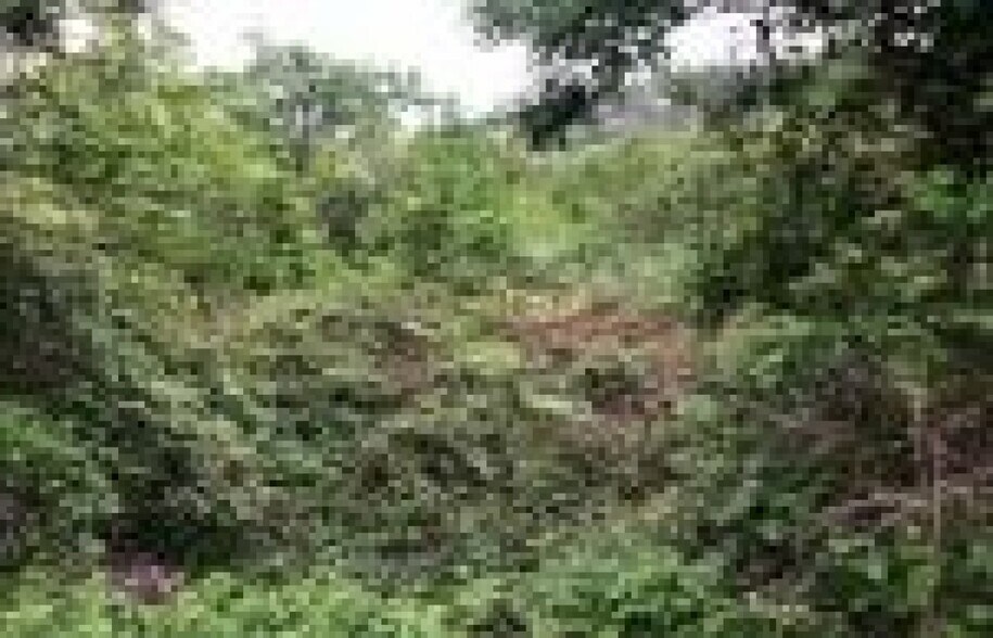 Terreno en Candelario en venta - Foto del edificio - Imagen 2 de 2