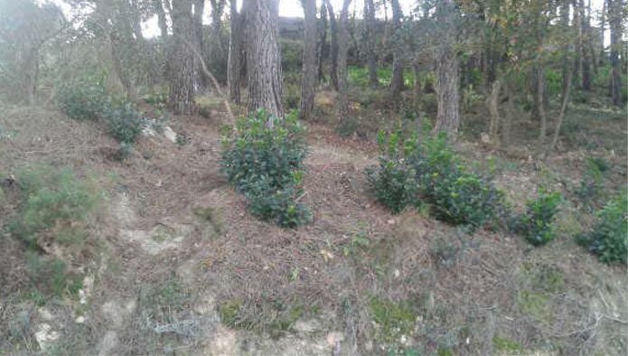 Terreno en Riudarenes, Gerona en venta Foto principal- Imagen 1 de 7