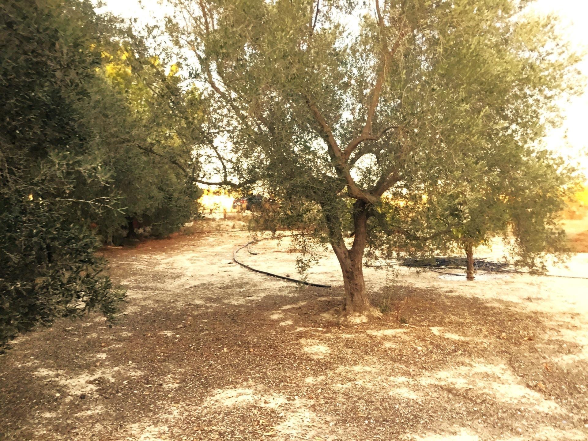 Terreno en Molina de Segura, Murcia en venta Foto del edificio- Imagen 1 de 6