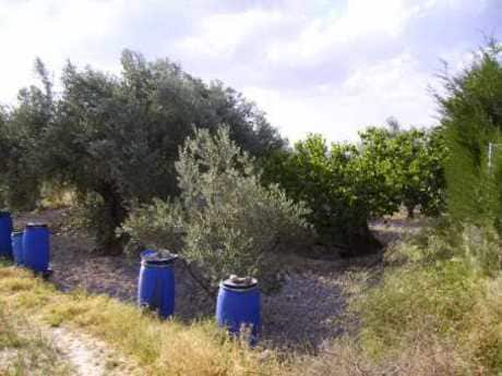 Terreno en Calasparra, Murcia en venta - Foto del edificio - Imagen 3 de 3