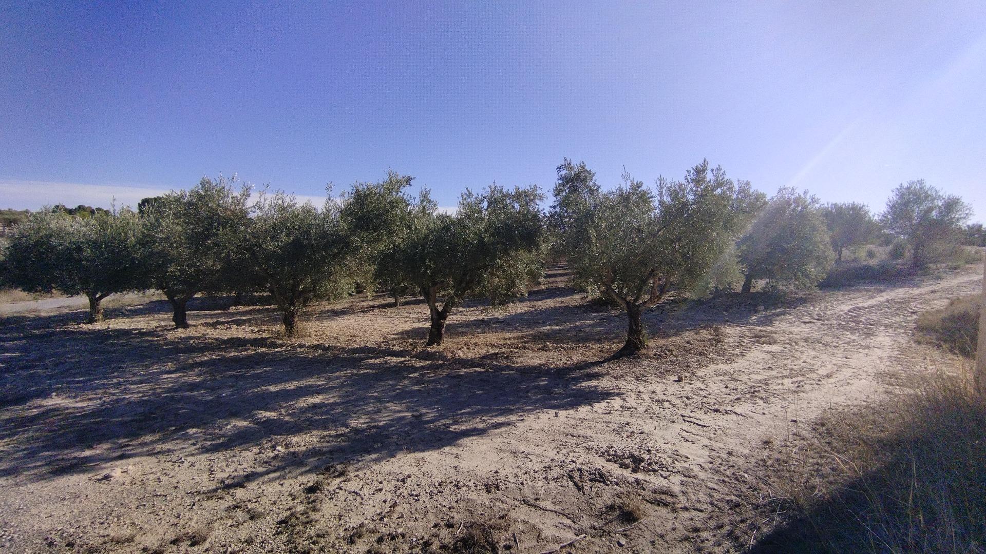 Terreno en Moratalla, Murcia en venta Foto del edificio- Imagen 1 de 31