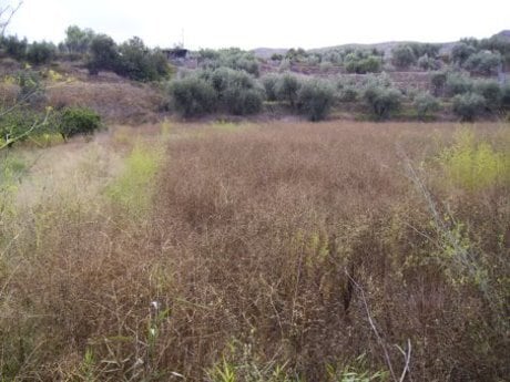 Terreno en Calasparra, Murcia en venta - Foto del edificio - Imagen 2 de 12