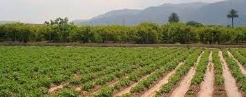 Terreno en Lorca, Murcia en venta - Foto del edificio - Imagen 3 de 3