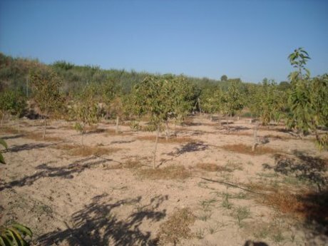 Terreno en Calasparra, Murcia en venta - Foto del edificio - Imagen 3 de 14