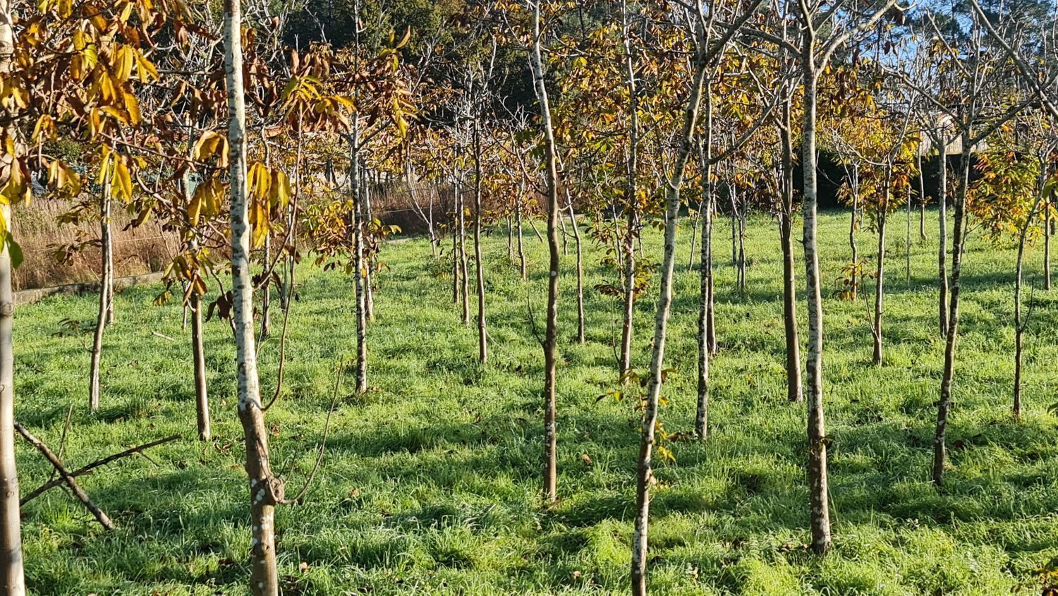Terreno en O Rosal, Pontevedra en venta Foto del edificio- Imagen 1 de 22