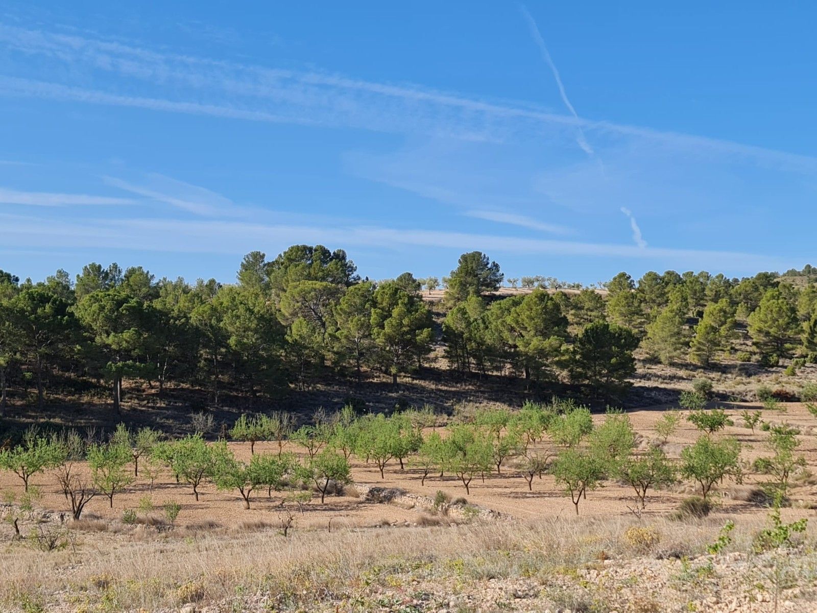Terreno en Yecla, Murcia en venta Foto principal- Imagen 1 de 16