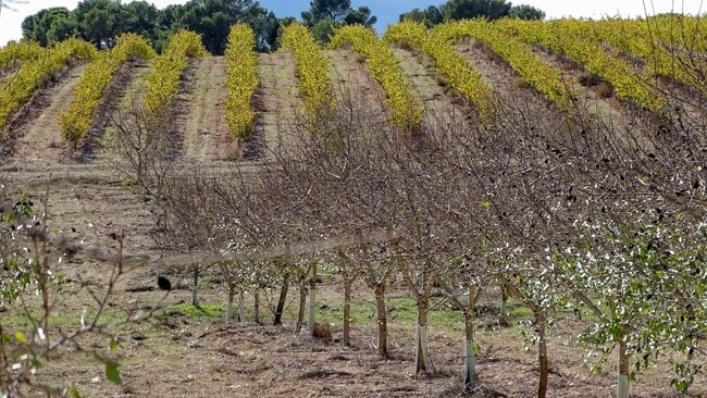 Más detalles de Pocido, La Font de la Figuera - Terreno en venta