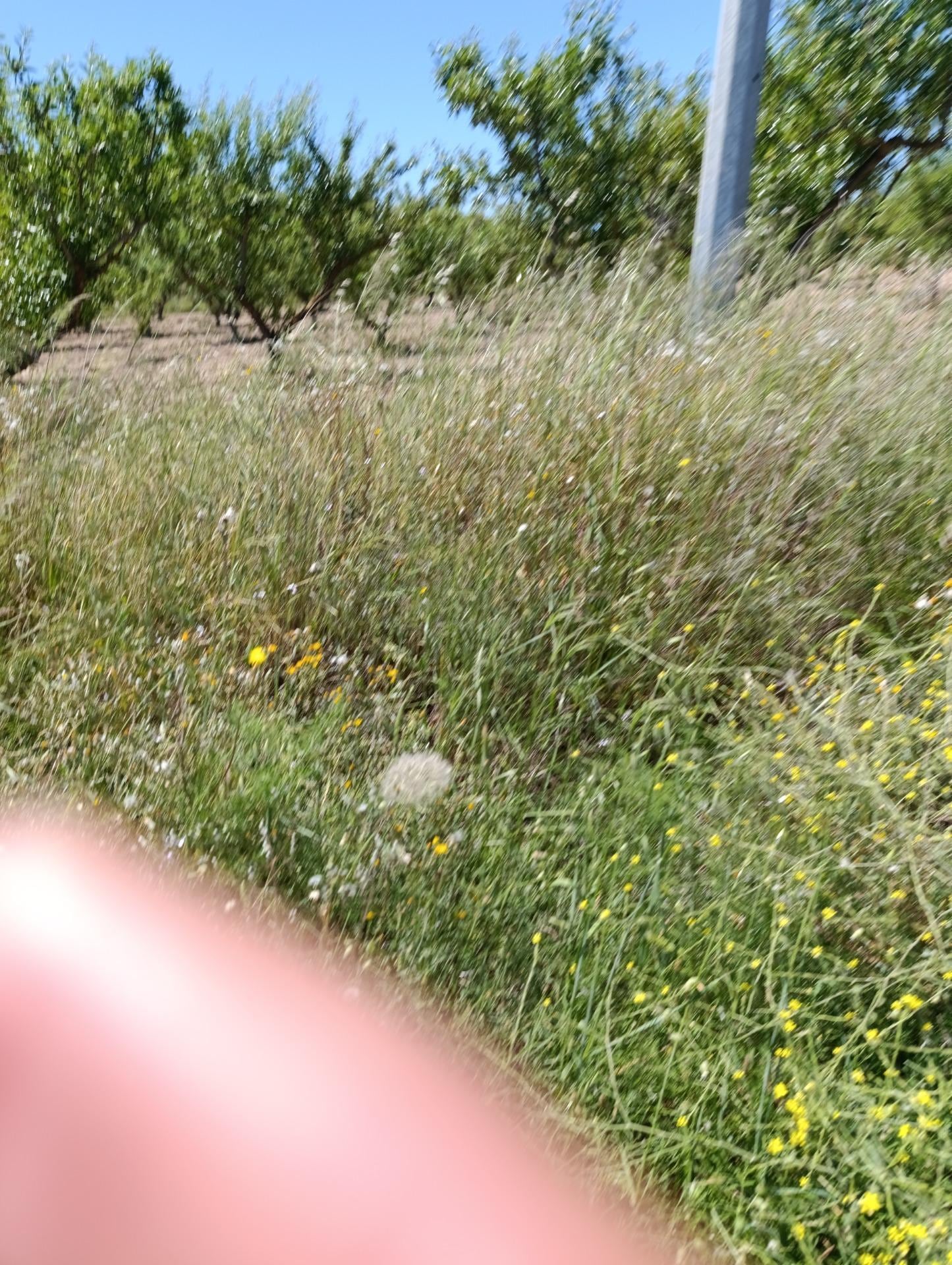 Terreno en Cehegín, Murcia en venta Foto del edificio- Imagen 1 de 6