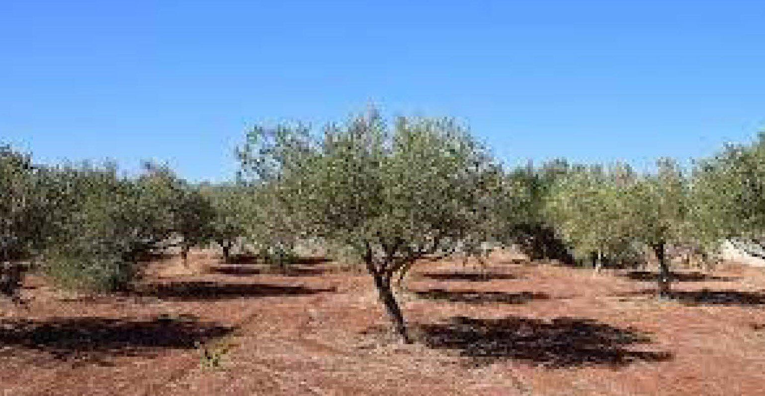 Terreno en Rossell, Castellón en venta Foto principal- Imagen 1 de 2