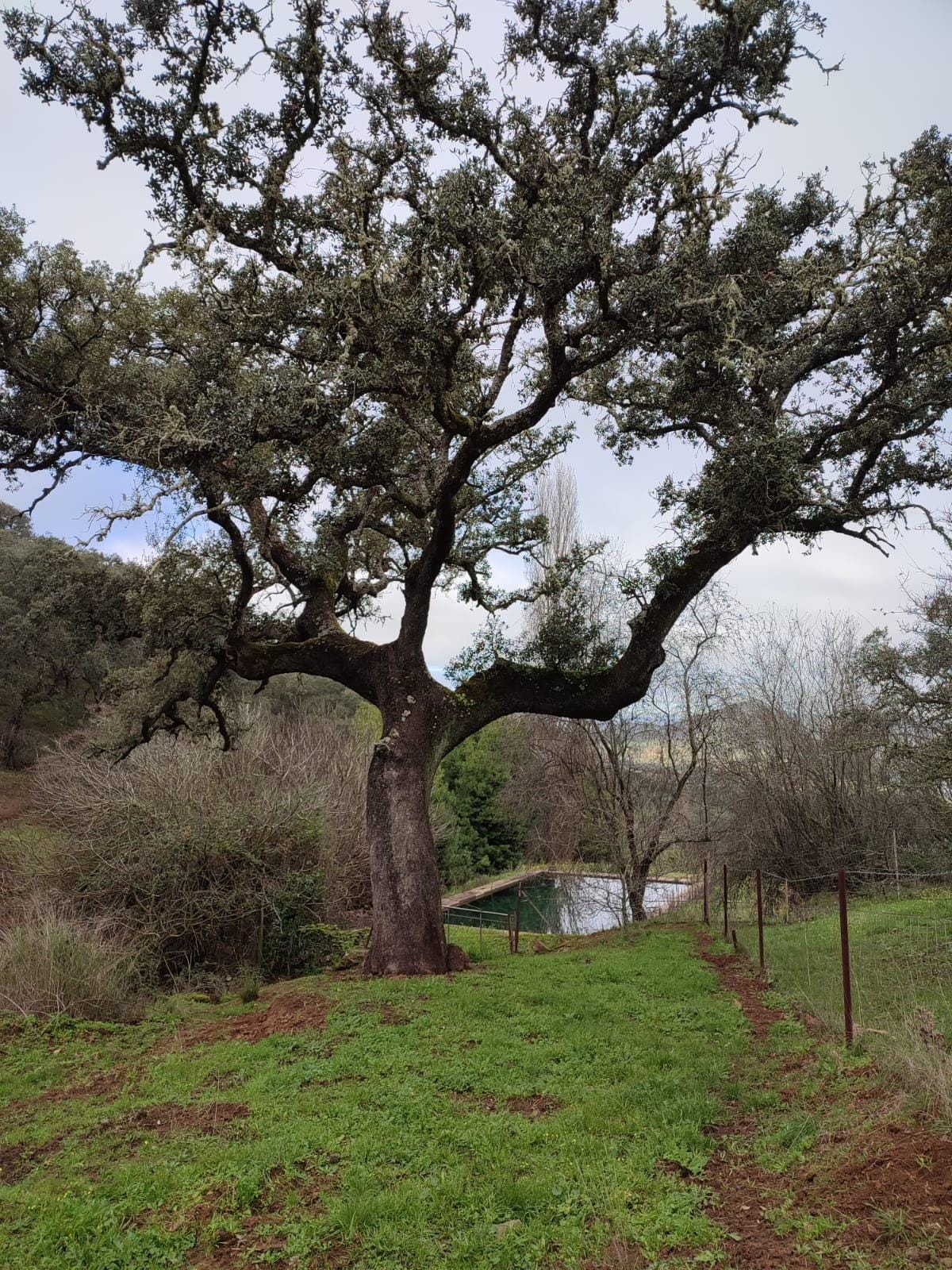 Terreno en Cazalla de la Sierra, Sevilla en venta Foto del edificio- Imagen 1 de 21
