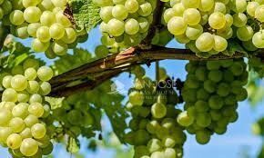 Polígono Industrial la Buitrera, 17, Monforte del Cid, Alicante en venta Foto del edificio- Imagen 1 de 5