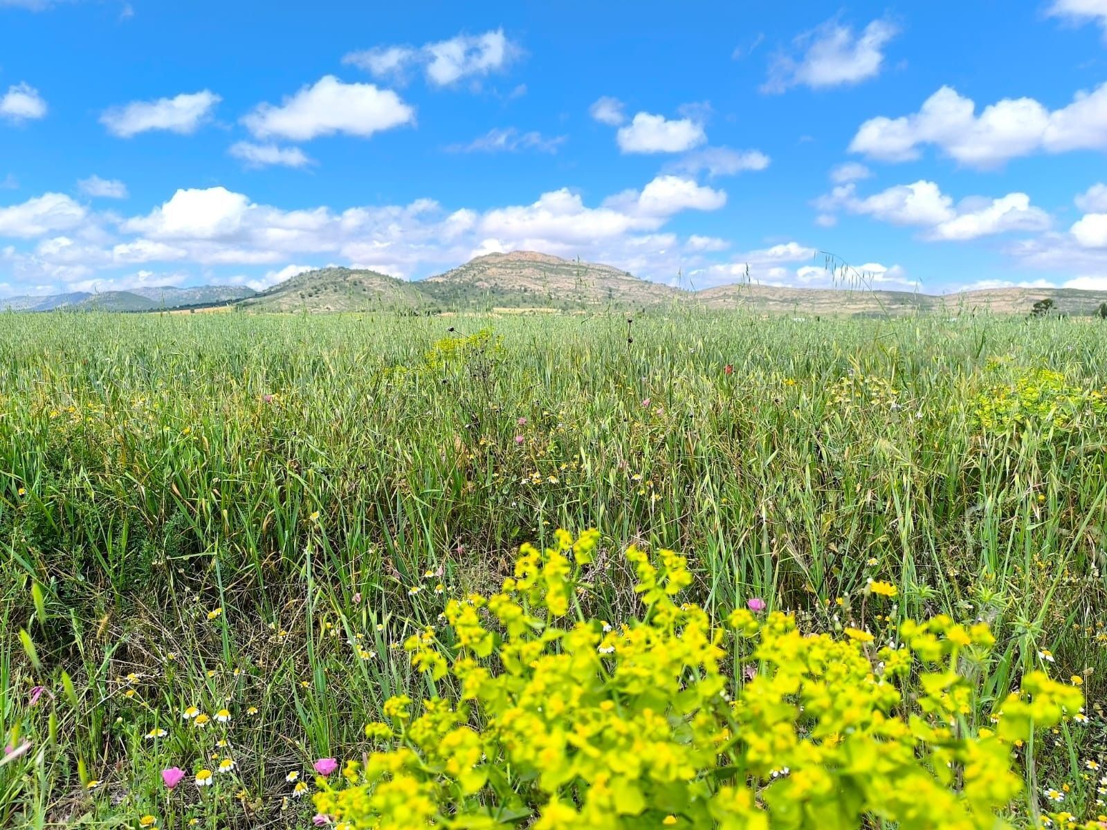 Terreno en Yecla, Murcia en venta Vista aérea- Imagen 1 de 6
