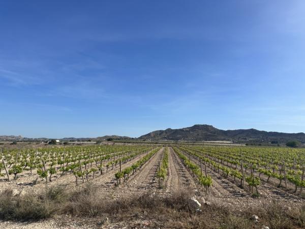 Terreno en Novelda, Alicante en venta - Vista aérea - Imagen 1 de 7