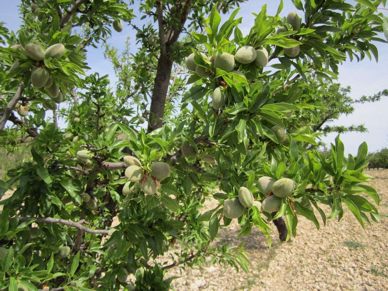 Terreno en San José, Yecla, Ayuntamiento, MURCIA en venta Foto del edificio- Imagen 1 de 10