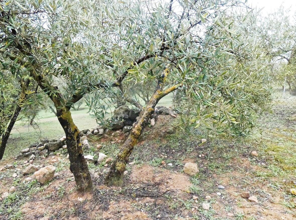 Terreno en Peligros, Granada en venta Foto del edificio- Imagen 1 de 23
