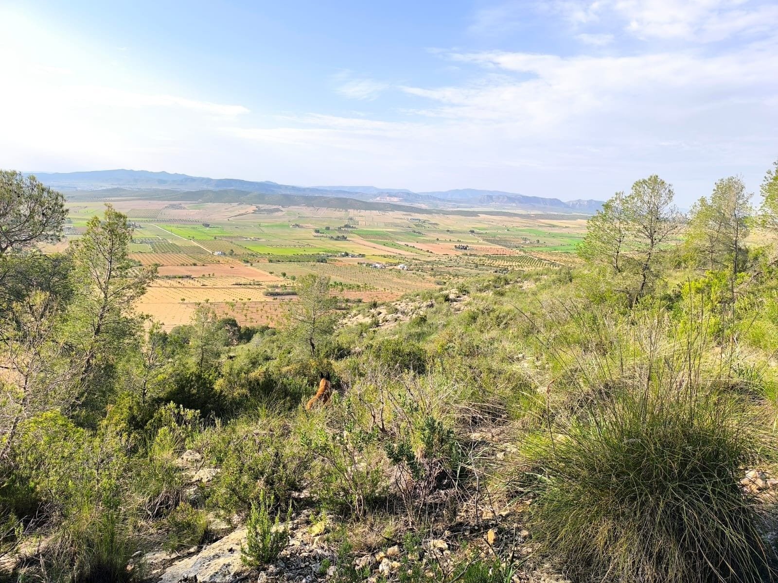 Terreno en Yecla, Murcia en venta Vista aérea- Imagen 1 de 16