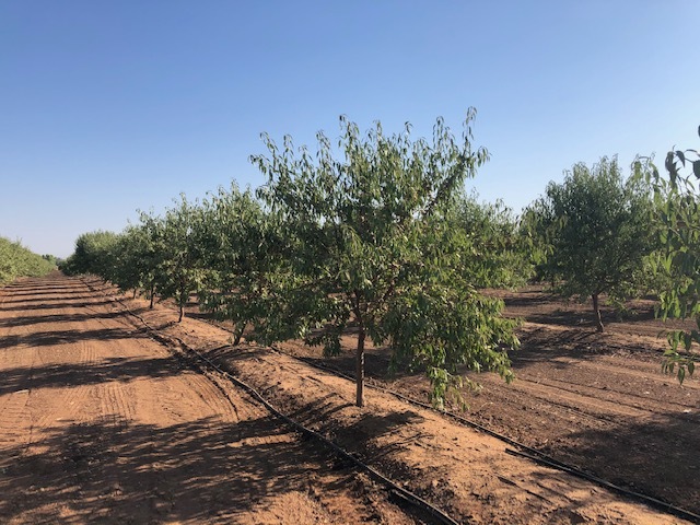 86.5 +- ac Organic Almonds Shaw Avenue Clovis Ca, Clovis, CA en venta - Foto principal - Imagen 1 de 7