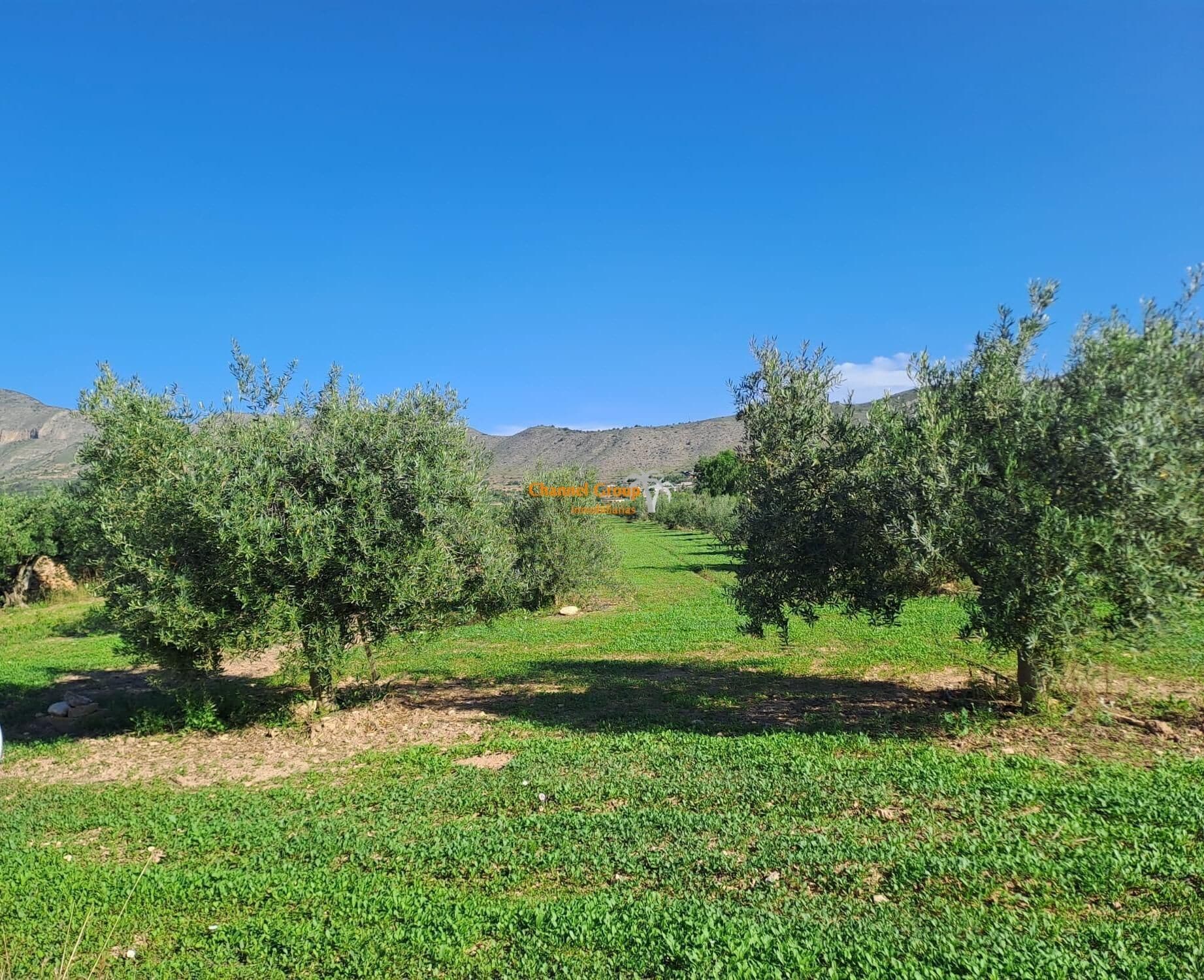 Parcela, Hondon de las Nieves, Simola, 11, Alicante, Alicante en venta Foto principal- Imagen 1 de 3