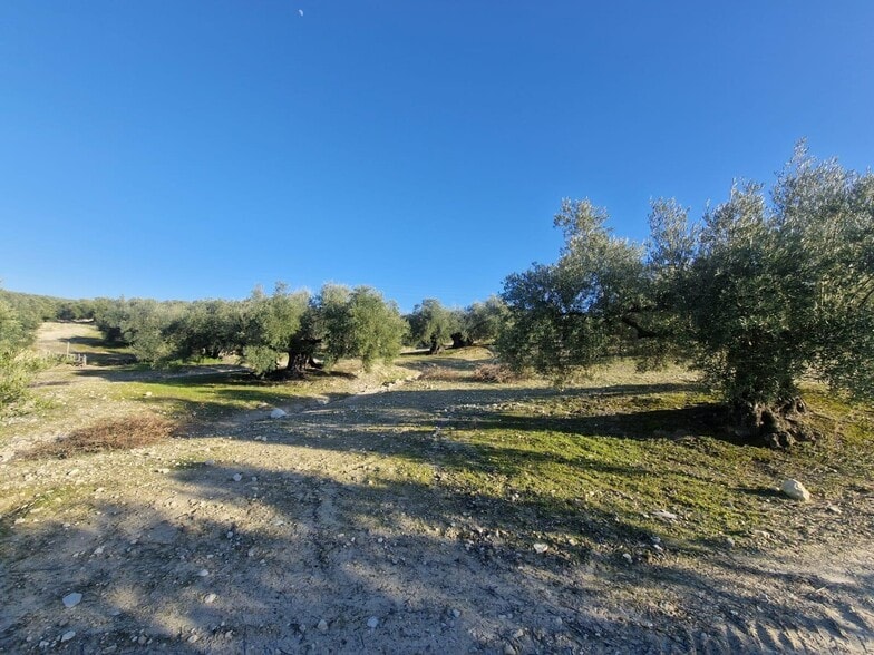 Polígono Ua-10, Parcela 164, Montilla, Córdoba en venta - Foto del edificio - Imagen 2 de 15