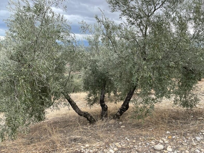 Terreno en Jaén, Jaén en venta - Foto del edificio - Imagen 3 de 22