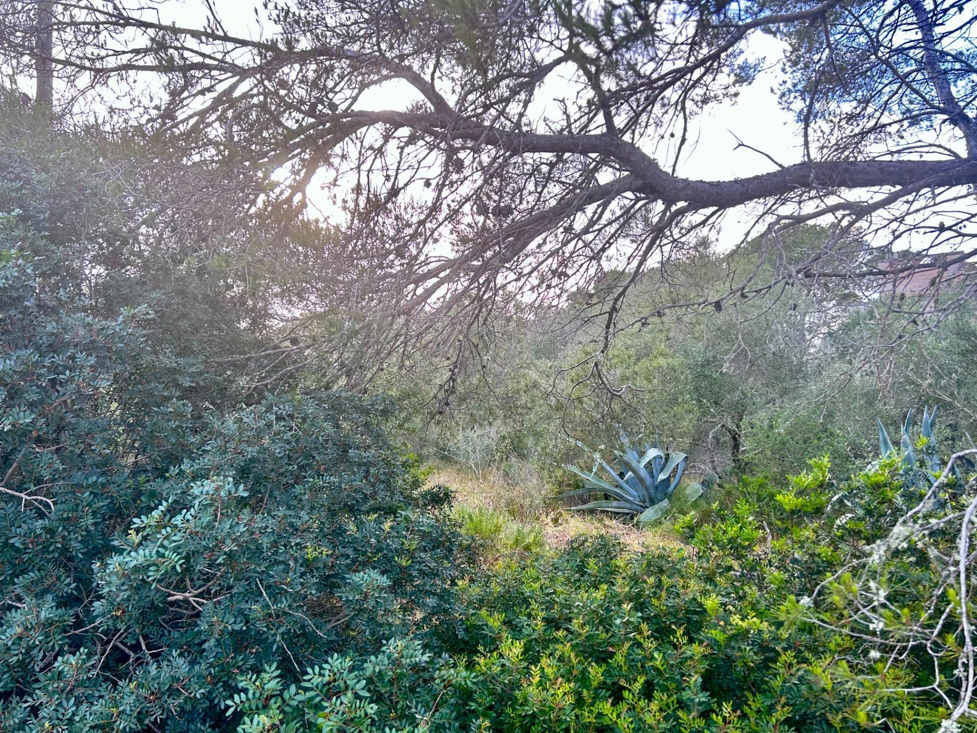 Terreno en Santanyí, Islas Baleares en venta Foto del edificio- Imagen 1 de 4
