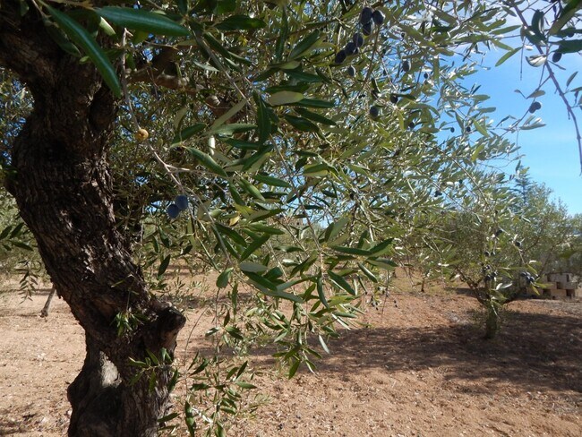 Más detalles de Camí els Tarongers, Ontinyent - Terreno en venta