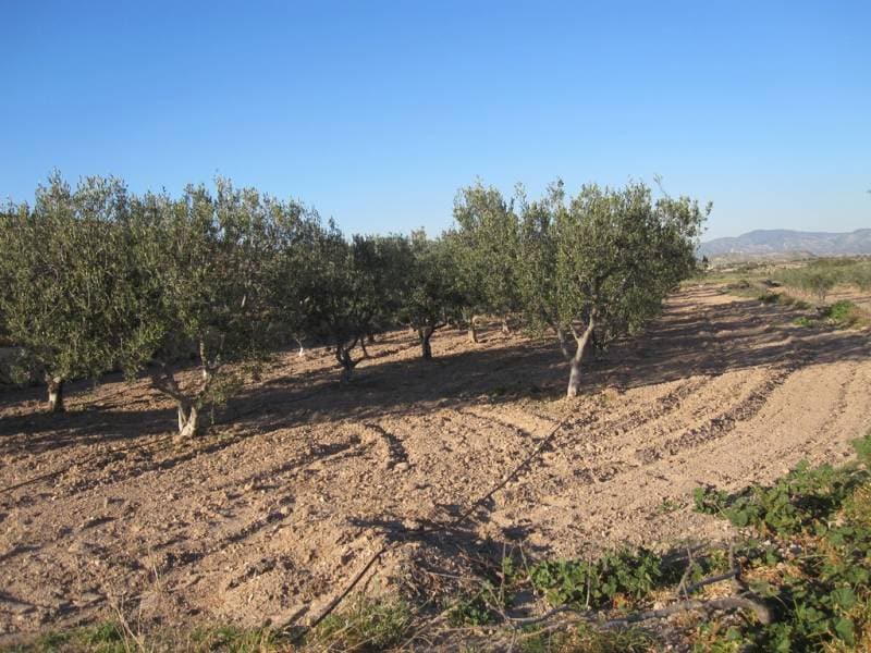 Terreno en MONÒVER, Alicante en venta Plano del sitio- Imagen 1 de 8