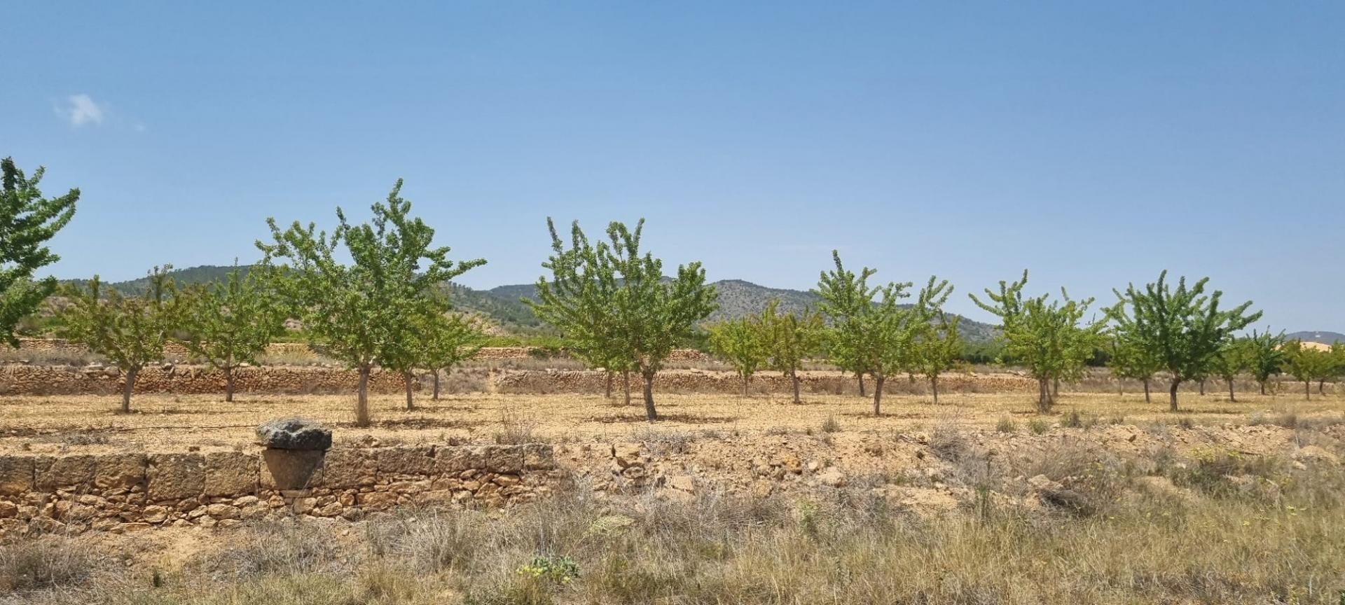 Terreno en Yecla, Murcia en venta Foto principal- Imagen 1 de 8