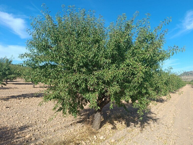 Terreno en MURCIA en venta - Foto del edificio - Imagen 2 de 7