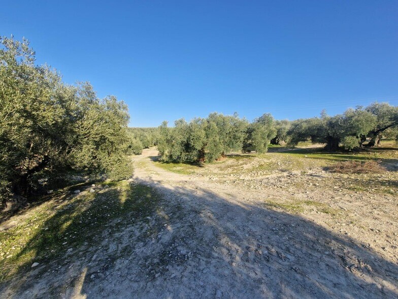 Polígono Ua-10, Parcela 164, Montilla, Córdoba en venta - Foto principal - Imagen 1 de 15