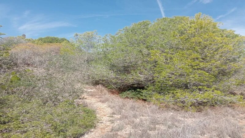 Terreno en El Vendrell, Tarragona en venta Plano de la planta- Imagen 1 de 7