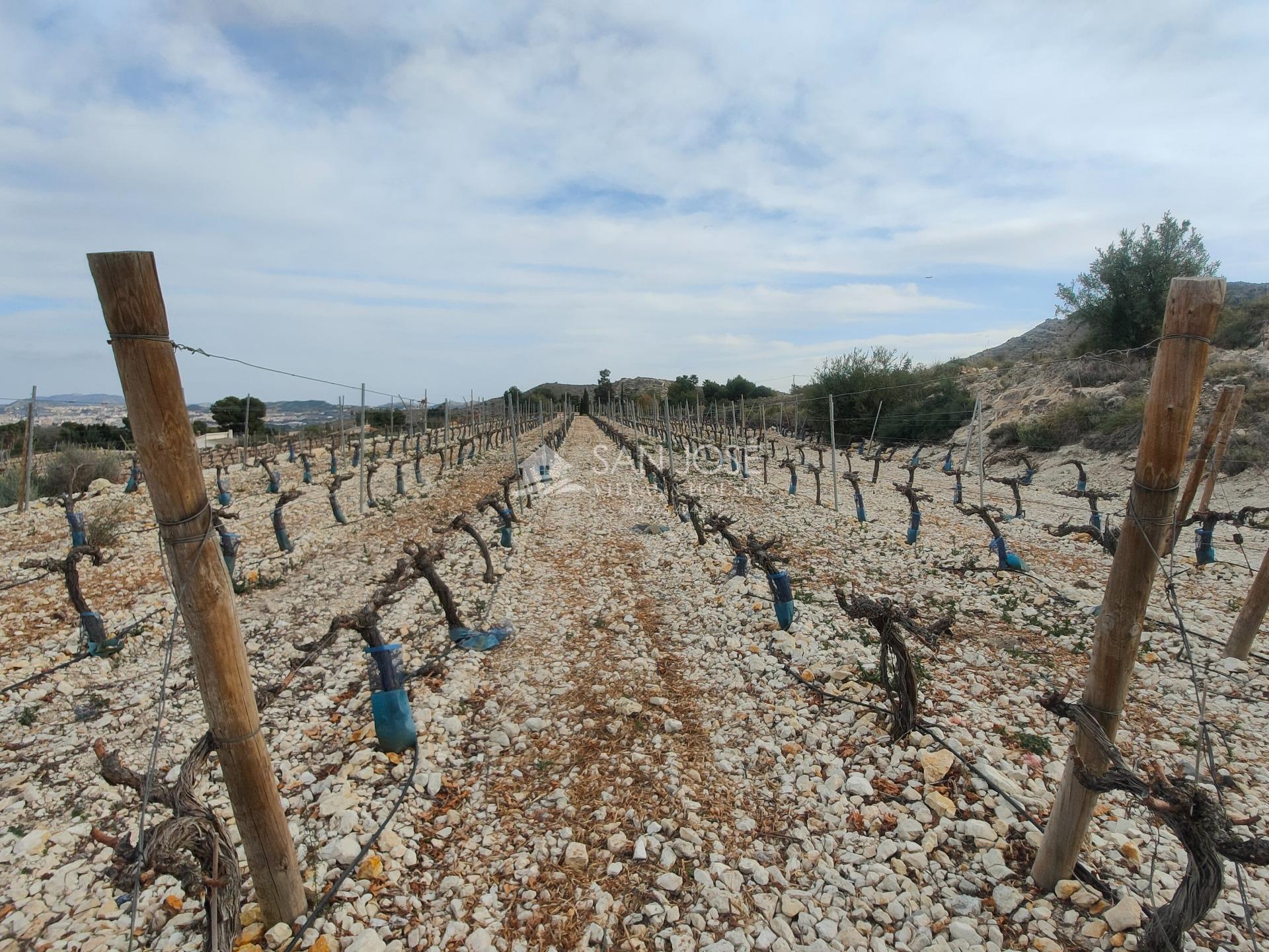 Polígono 2, 39-39, Aspe, Alicante en venta Foto del edificio- Imagen 1 de 21
