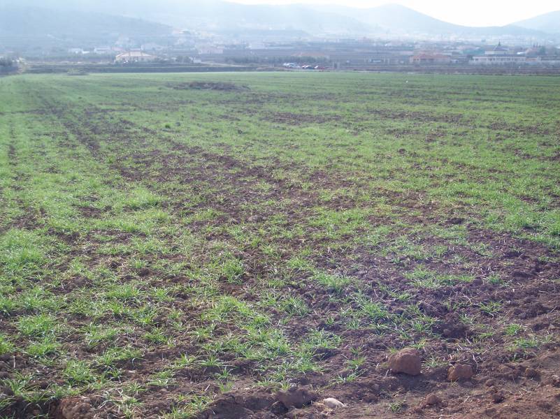 Terreno en Hondón de los Frailes, Alicante en venta Foto del edificio- Imagen 1 de 2