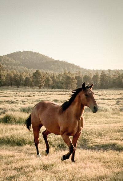 34300 Holcomb Valley Rd, Fawnskin, CA en venta - Otros - Imagen 3 de 29